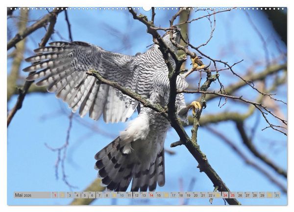 Produktbild: Habicht - aus dem Leben eines imposanten Greifvogels (hochwertiger Premium Wandkalender 2026 DIN A2 quer), Kunstdruck in Hochglanz