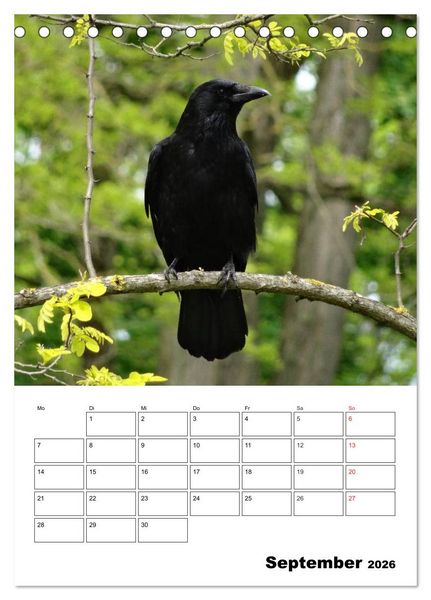 Produktbild: Rabenv&ouml;gel Terminplaner (Tischkalender 2026 DIN A5 hoch), CALVENDO Monatskalender