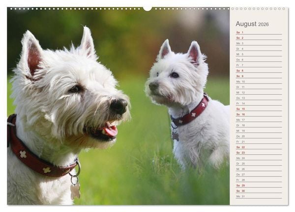 Produktbild: West Highland White Terrier - Selbstbewustes Powerpaket - der Westie (hochwertiger Premium Wandkalender 2026 DIN A2 quer), Kunstdruck in Hochglanz