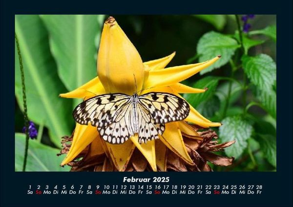 Produktbild: Bunte Pracht der Schmetterlinge 2025 Fotokalender DIN A4