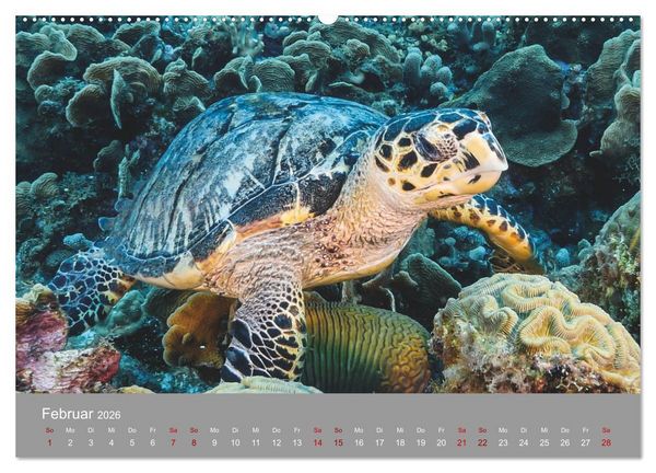 Produktbild: Karibische Meeresschildkr&ouml;ten (hochwertiger Premium Wandkalender 2026 DIN A2 quer), Kunstdruck in Hochglanz