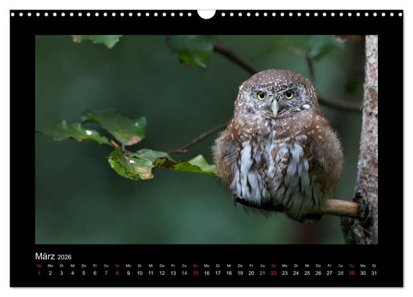 Produktbild: Wolf, Luchs und Co. - Tierbilder aus dem Bayerischen Wald (Wandkalender 2026 DIN A3 quer), CALVENDO Monatskalender