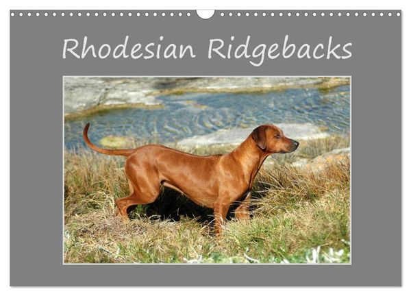 Rhodesian Ridgebacks (Wandkalender 2024 DIN A3 quer), CALVENDO Monatskalender