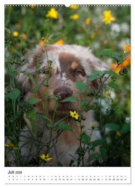 Produktbild: Kleine und gro&szlig;e Hundekinder 2026 (hochwertiger Premium Wandkalender 2026 DIN A2 hoch), Kunstdruck in Hochglanz
