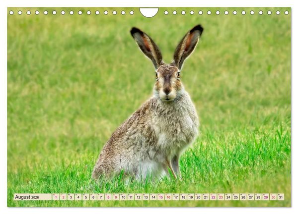 Produktbild: Feldhasen und Kaninchen (Wandkalender 2026 DIN A4 quer), CALVENDO Monatskalender