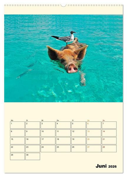 Produktbild: Lustig verr&uuml;ckt - der Tierkalender (hochwertiger Premium Wandkalender 2026 DIN A2 hoch), Kunstdruck in Hochglanz