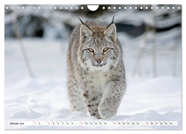 Produktbild: Tiermomente (Wandkalender 2026 DIN A4 quer), CALVENDO Monatskalender