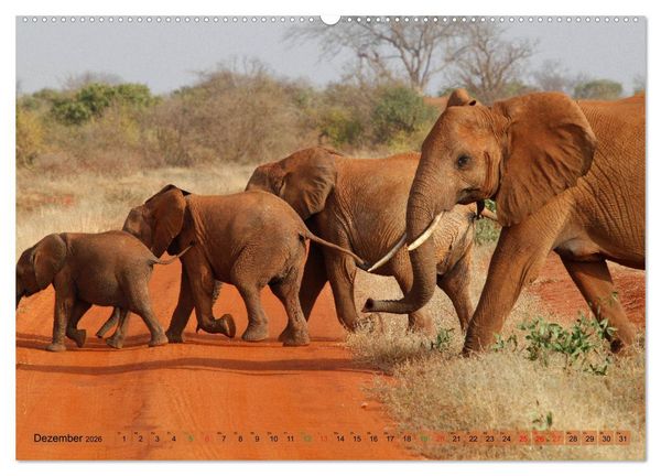 Produktbild: Elefanten in Afrika (hochwertiger Premium Wandkalender 2026 DIN A2 quer), Kunstdruck in Hochglanz