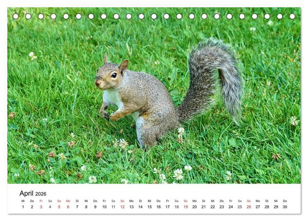 Produktbild: Ontario - Der S&uuml;den (Tischkalender 2026 DIN A5 quer), CALVENDO Monatskalender