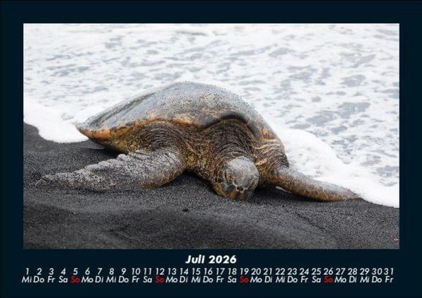 Produktbild: Schildkr&ouml;tenzauber 2026 Fotokalender DIN A5