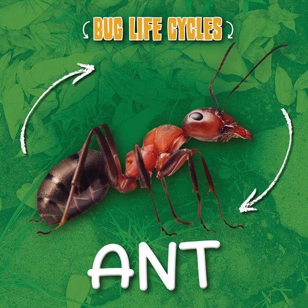 Produktbild: Ant