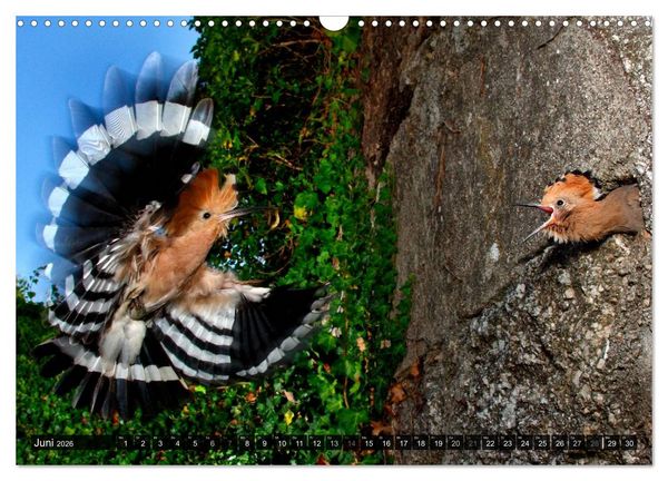 Produktbild: V&Ouml;GEL (Wandkalender 2026 DIN A3 quer), CALVENDO Monatskalender