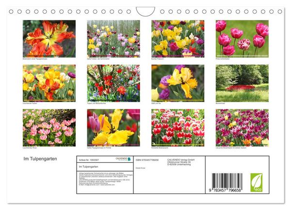 Produktbild: Im Tulpengarten (Wandkalender 2026 DIN A4 quer), CALVENDO Monatskalender