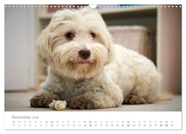 Produktbild: Havaneser - Herz aus Gold (Wandkalender 2026 DIN A3 quer), CALVENDO Monatskalender