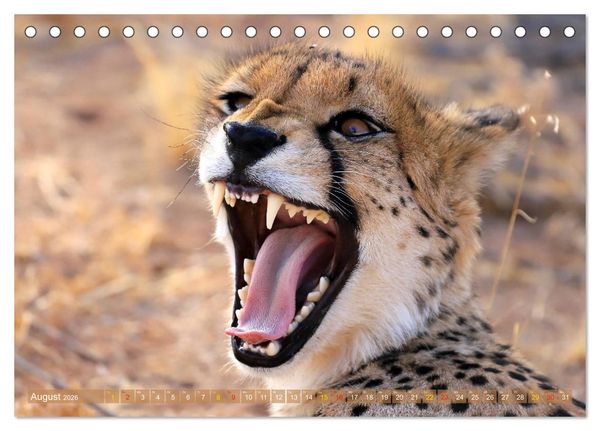 Produktbild: Geparden - Begegnungen in Afrika (Tischkalender 2026 DIN A5 quer), CALVENDO Monatskalender