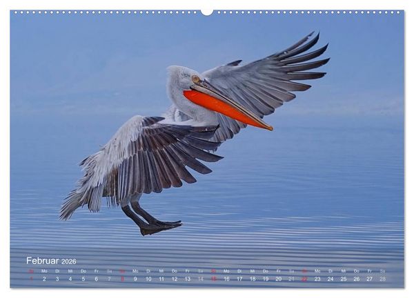 Produktbild: Pelikan-Kalender (hochwertiger Premium Wandkalender 2026 DIN A2 quer), Kunstdruck in Hochglanz