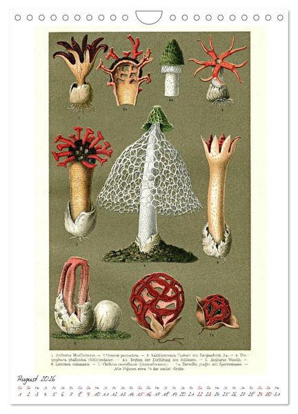 Produktbild: Formenspiele der Evolution. Chromolithographien des 19. Jahrhunderts (Wandkalender 2026 DIN A4 hoch), CALVENDO Monatskalender