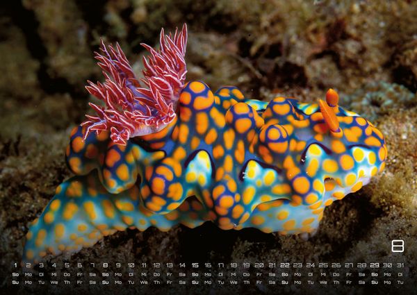 Produktbild: Sealife - verborgene Tiefen - 2027 - Kalender DIN A2