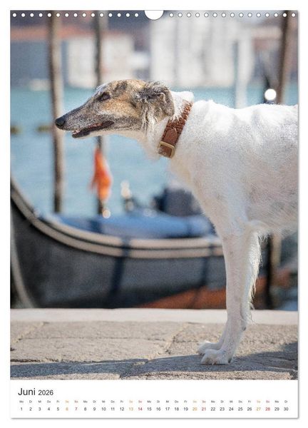 Produktbild: Silken Windsprites - Zwei Windhunde erobern die Lagunenstadt Venedig (Wandkalender 2026 DIN A3 hoch), CALVENDO Monatskalender