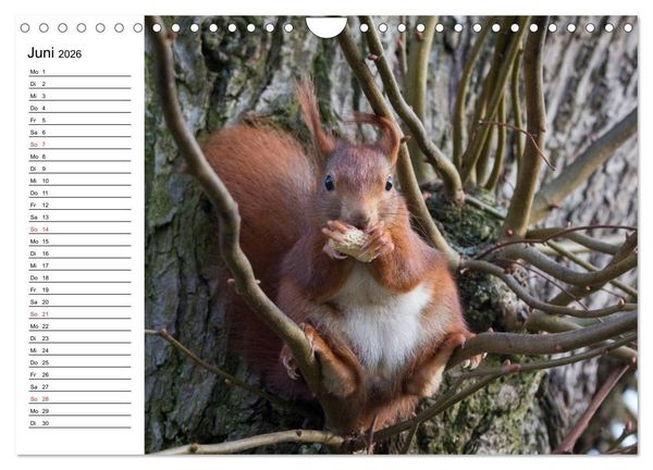 Produktbild: Guck mal, ein Eichh&ouml;rnchen! (Wandkalender 2026 DIN A4 quer), CALVENDO Monatskalender