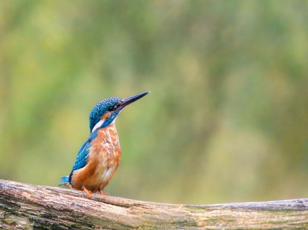Produktbild: CALVENDO Puzzle Eisvogel auf seinem Ast | 2000 Teile Lege-Gr&ouml;&szlig;e 90x67cm Foto-Puzzle f&uuml;r gl&uuml;ckliche Stunden