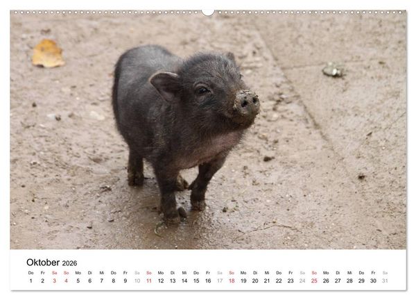 Produktbild: Schwein gehabt! (hochwertiger Premium Wandkalender 2026 DIN A2 quer), Kunstdruck in Hochglanz