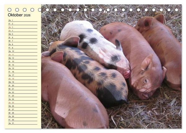 Produktbild: Von S&auml;uen die Schwein haben! (Tischkalender 2026 DIN A5 quer), CALVENDO Monatskalender