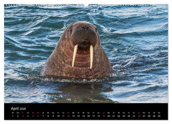 Produktbild: TRAUMZIEL ARKTIS, Impressionen vom Rand der Welt (hochwertiger Premium Wandkalender 2026 DIN A2 quer), Kunstdruck in Hochglanz