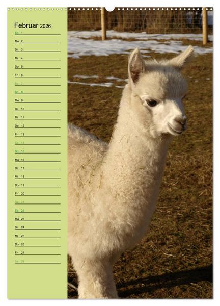 Produktbild: Alpakas zum Knuddeln gerne (hochwertiger Premium Wandkalender 2026 DIN A2 hoch), Kunstdruck in Hochglanz