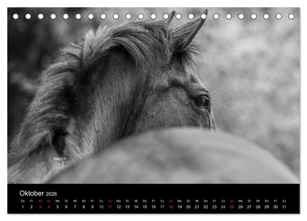 Produktbild: Pferde Tr&auml;ume (Tischkalender 2026 DIN A5 quer), CALVENDO Monatskalender