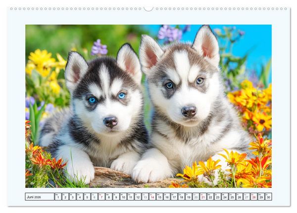 Produktbild: Siberian Husky. Kraftvolle Hunde voller Lebenslust und Energie (Wandkalender 2026 DIN A2 quer), CALVENDO Monatskalender