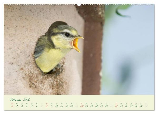 Produktbild: Elternzeit - das Familienleben der Blaumeisen (Wandkalender 2026 DIN A2 quer), CALVENDO Monatskalender