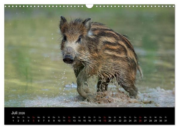 Produktbild: Kleine Schweinereien (Wandkalender 2026 DIN A3 quer), CALVENDO Monatskalender