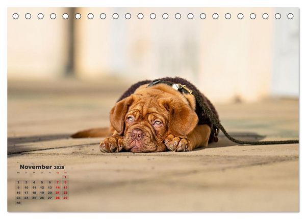 Produktbild: Eine kleine Bordeauxdogge entdeckt die Welt (Tischkalender 2026 DIN A5 quer), CALVENDO Monatskalender