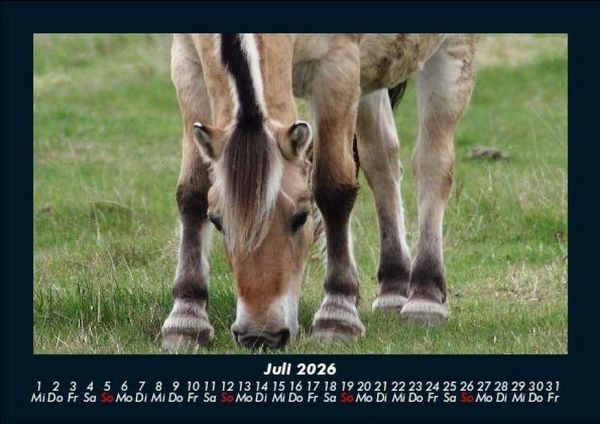Produktbild: Pferdegefl&uuml;ster 2026 Fotokalender DIN A5