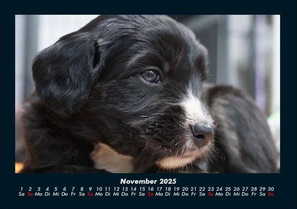 Produktbild: Welpen 2025 Fotokalender DIN A4