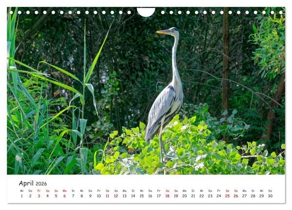 Produktbild: Donau-Delta (Wandkalender 2026 DIN A4 quer), CALVENDO Monatskalender