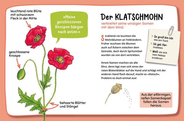 Produktbild: Mein erster Naturf&uuml;hrer, Was bl&uuml;ht denn da?