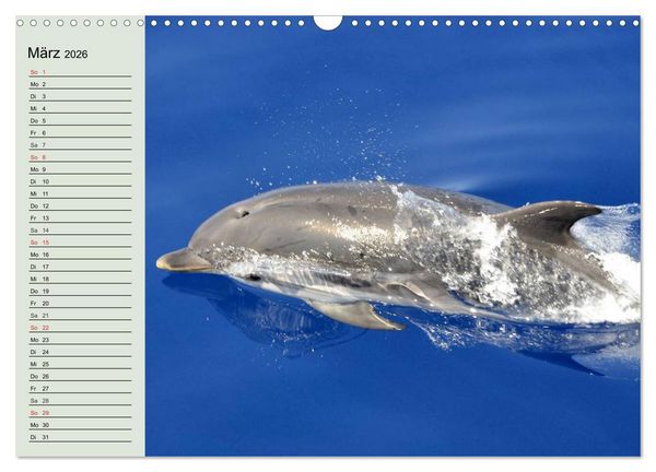 Produktbild: Leben in den Weltmeeren. Delfine, Wale und Haie (Wandkalender 2026 DIN A3 quer), CALVENDO Monatskalender
