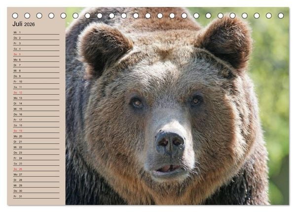 Produktbild: B&auml;ren. Unterwegs mit Meister Petz (Tischkalender 2026 DIN A5 quer), CALVENDO Monatskalender