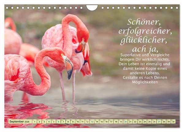 Produktbild: Spruchkalender - schau rein (Wandkalender 2026 DIN A4 quer), CALVENDO Monatskalender