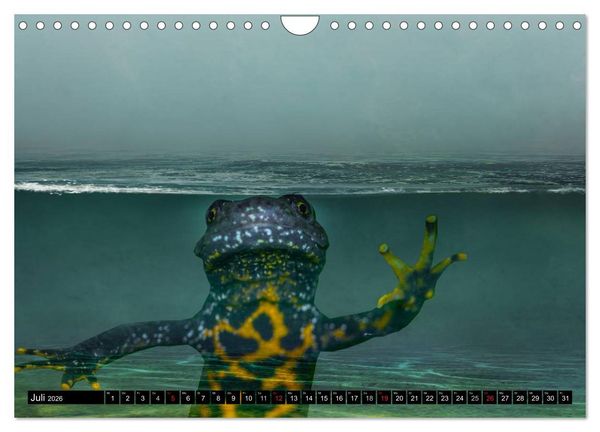 Produktbild: Salamander und Co. (Wandkalender 2026 DIN A4 quer), CALVENDO Monatskalender