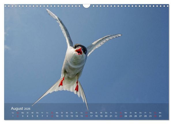 Produktbild: Nordatlantische Seev&ouml;gel (Wandkalender 2026 DIN A3 quer), CALVENDO Monatskalender