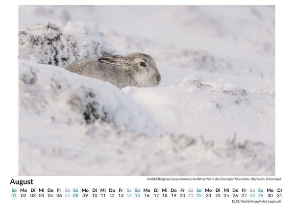 Produktbild: Tiere in Eis und Schnee