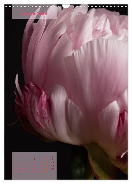 Produktbild: Die K&ouml;nigin der Rosen (Wandkalender 2026 DIN A3 hoch), CALVENDO Monatskalender