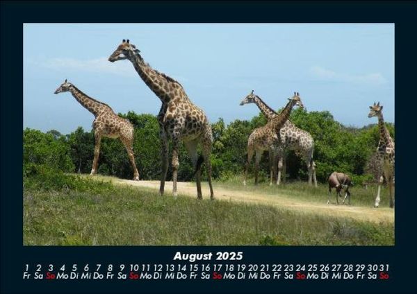 Produktbild: Giraffen 2025 Fotokalender DIN A5