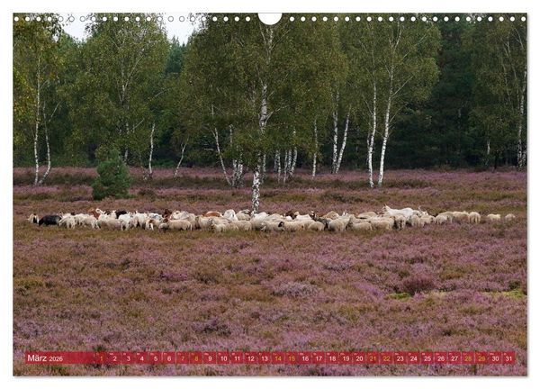 Produktbild: Naturpark Niederlausitzer Heidelandschaft - Heidebl&uuml;te (Wandkalender 2026 DIN A3 quer), CALVENDO Monatskalender