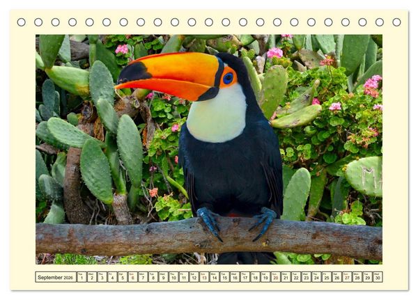 Produktbild: Toucans - clowns of the jungle (Desk Calendar 2026 DIN A5 landscape), CALVENDO 12 Month DeskCalendar
