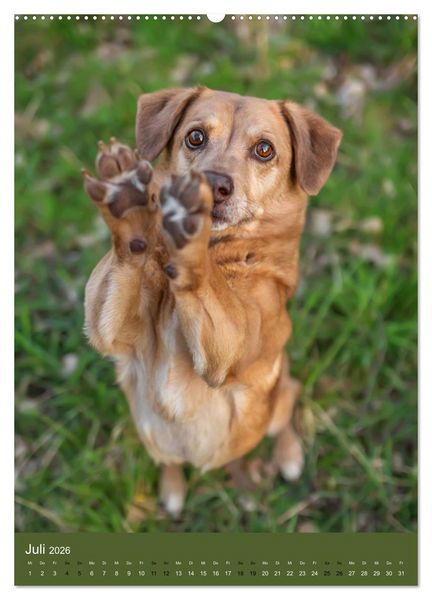 Produktbild: Hundeportraits - Monatskalender (Wandkalender 2026 DIN A2 hoch), CALVENDO Monatskalender
