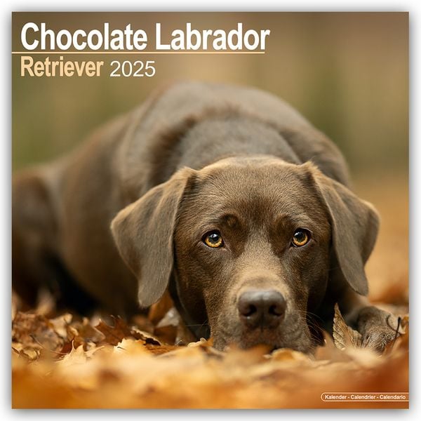 Chocolate Labrador Retriever – Brauner Labrador 2025 – 16-Monatskalender